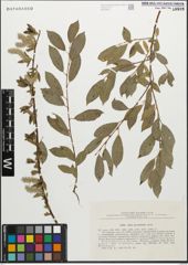 Foto von Salix myrsinifolia Salisb.